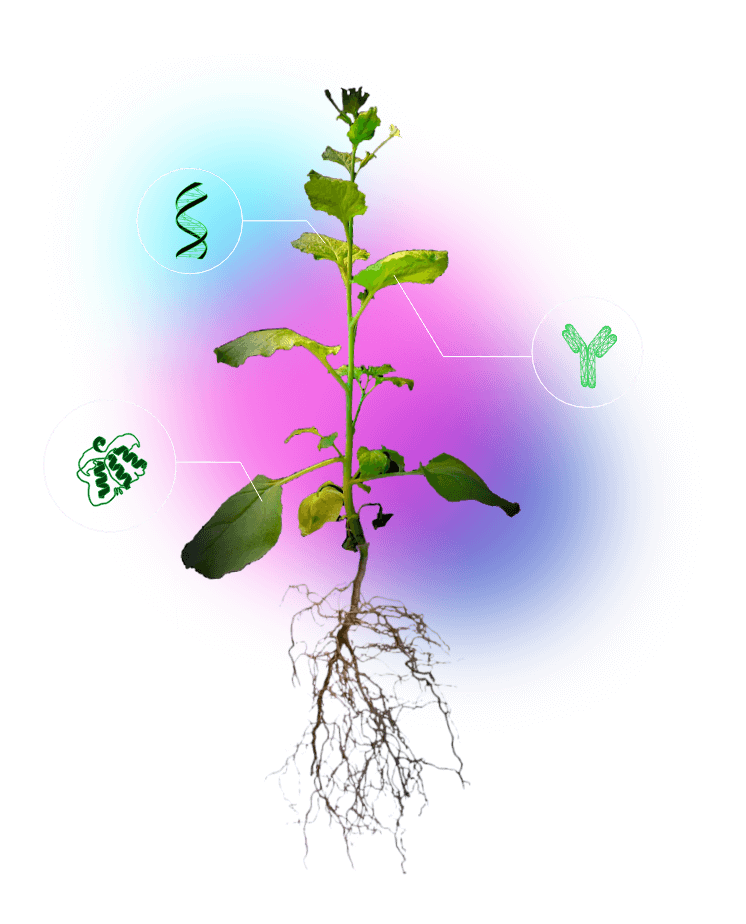 tobacco plant diagram