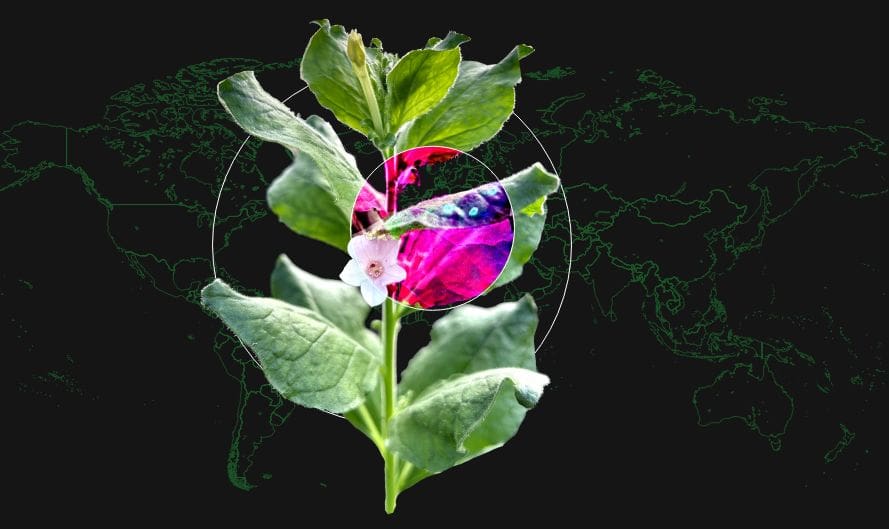 tobacco plant with flower glow over map