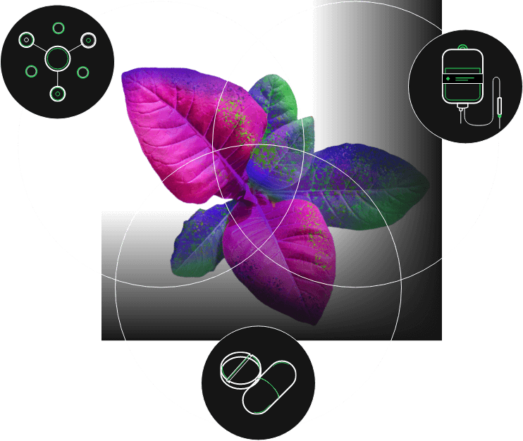 plant graphic with icons